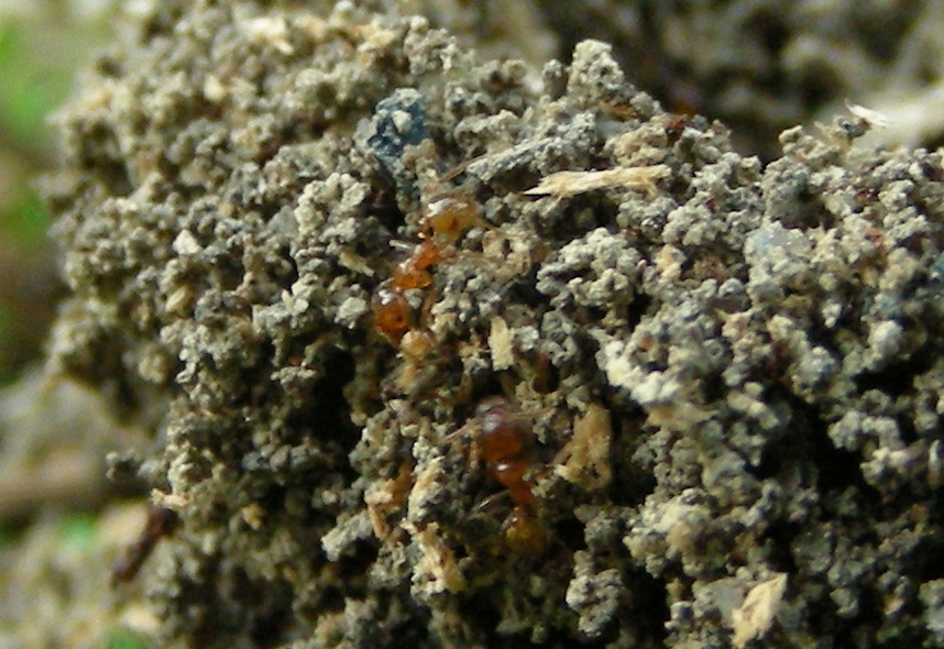 strutture esterne di formicaio:  Pheidole pallidula
